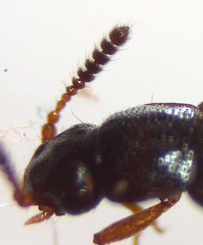 Omaliinae
