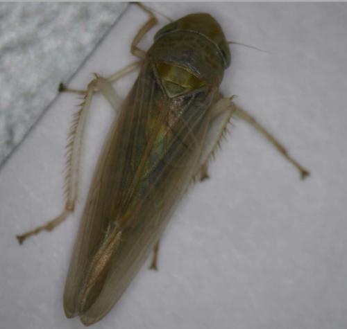 Réf. 353 275 : Deltocephalinae inconnu