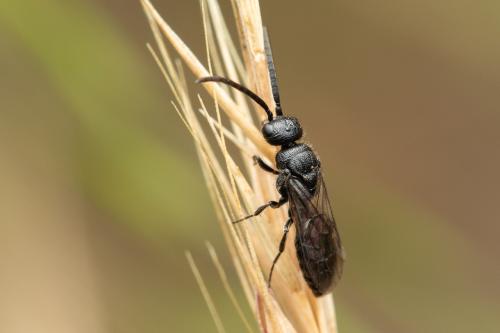 Paramyrmosa brunnipes