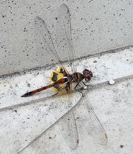 Réf. 353 094 : Tramea basilaris