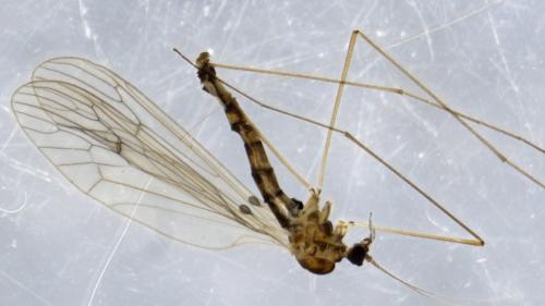 Réf. 353 911 : Trichocera annulata