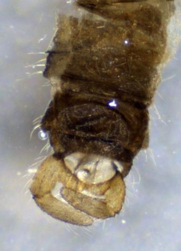 Réf. 353 912 : Trichocera annulata