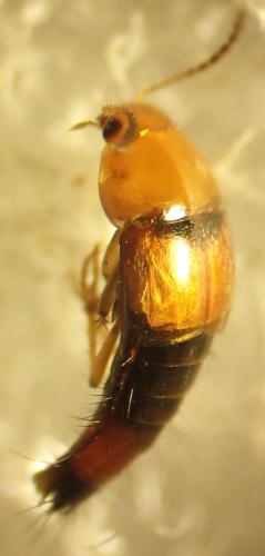 Tachyporus formosus