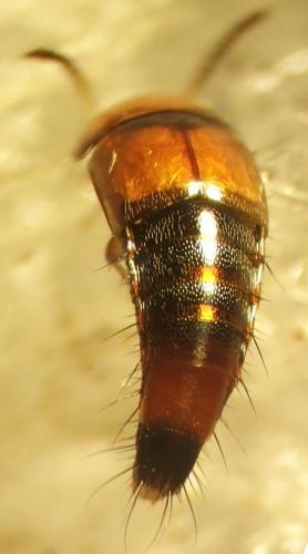 Tachyporus formosus