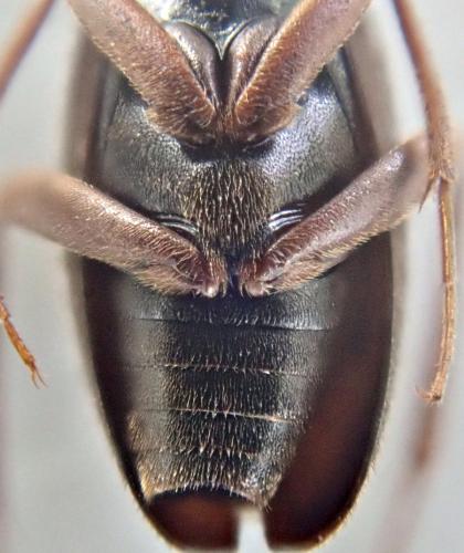 Choleva sp.