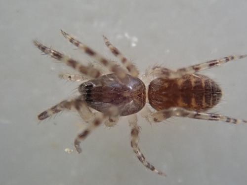 Réf. 353 908 : Segestria sp.