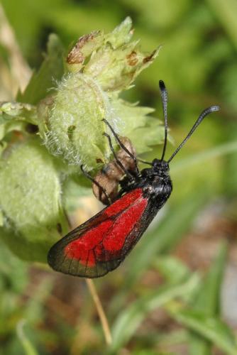 Zygaena purpuralis