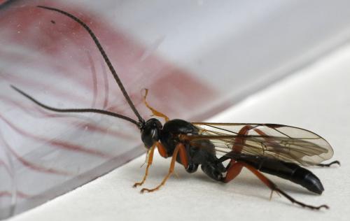 Cratichneumon culex