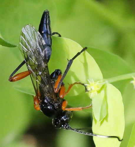 Réf. 353 464 : Eurylabus tristis