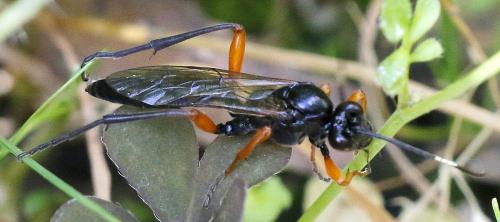 Réf. 353 447 : Eurylabus tristis
