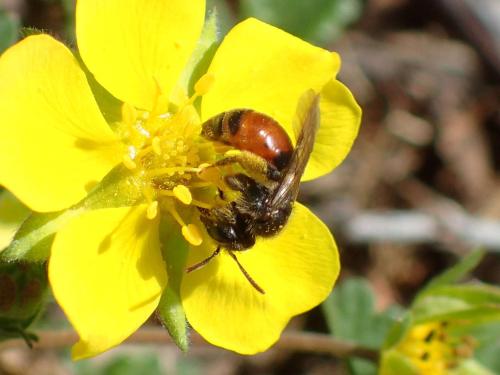 Andrena potentillae