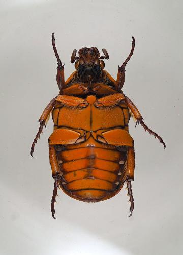 Réf. 353 152 : Pachnoda discolor kolbei