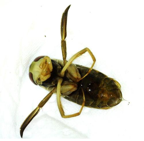 Corixa punctata