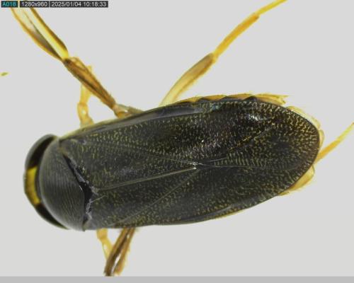 Corixa punctata