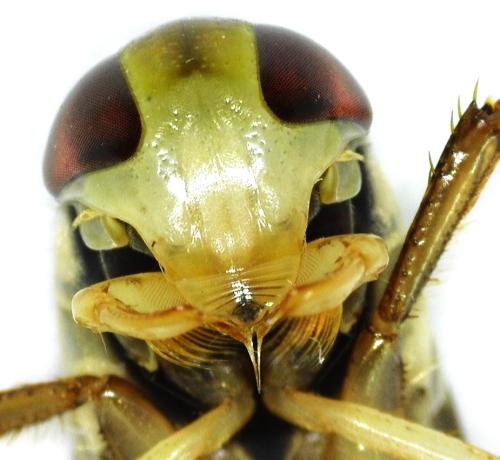 Corixa punctata