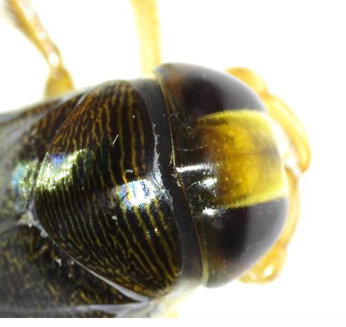 Corixa punctata