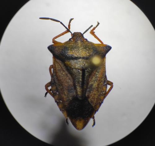 Carpocoris mediterraneus atlanticus