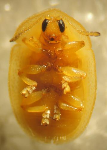 Réf. 353 652 : Cassidinae inconnu