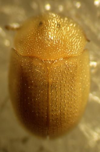Cassidinae