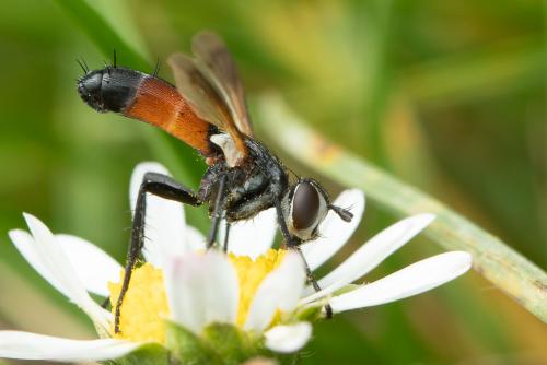 Cylindromyia pilipes