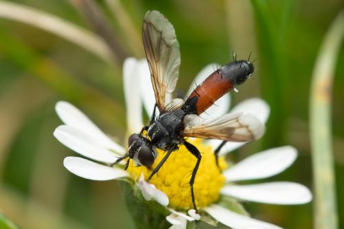 Réf. 353 440 : Cylindromyia pilipes