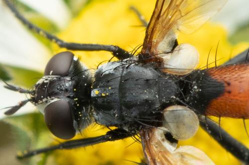 Cylindromyia pilipes