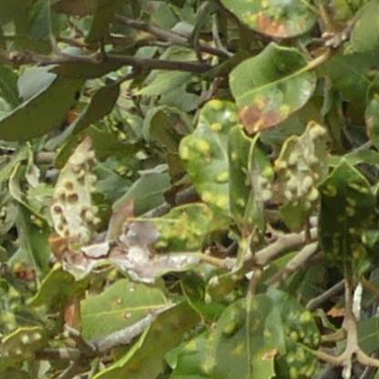 Réf. 353 273 : Dryomyia lichtensteinii
