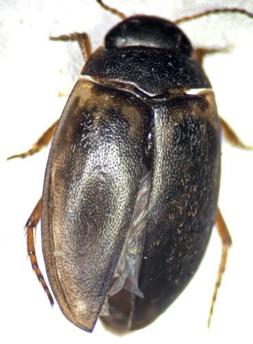Hydroporus tessellatus