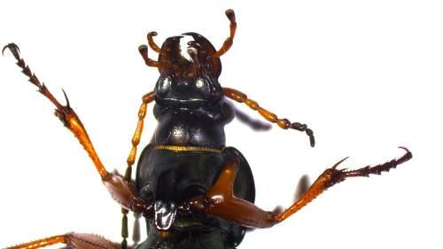 Carabus auratus