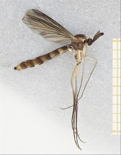 Réf. 353 119 : Keroplatus reaumurii