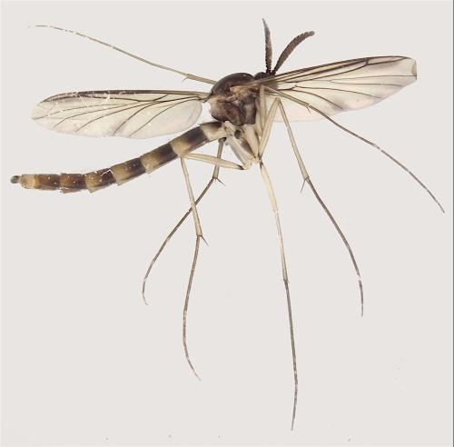 Réf. 353 120 : Keroplatus reaumurii