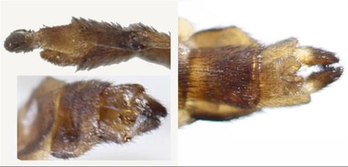Réf. 353 165 : Keroplatus reaumurii