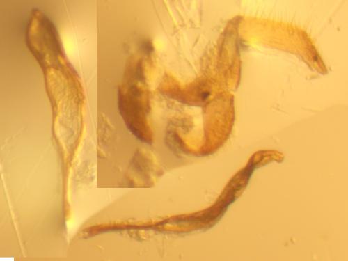 Réf. 353 097 : Latridius minutus