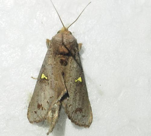 Notoplusia flavodiscata