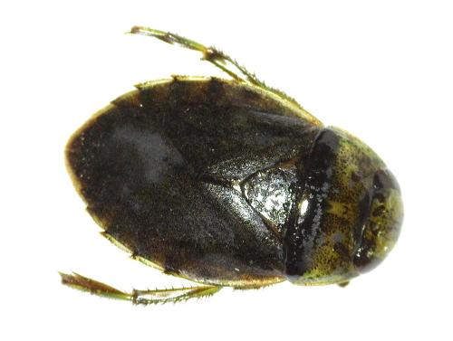 Ilyocoris cimicoides