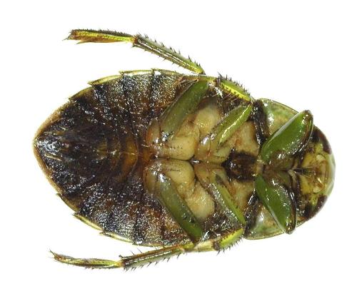 Ilyocoris cimicoides