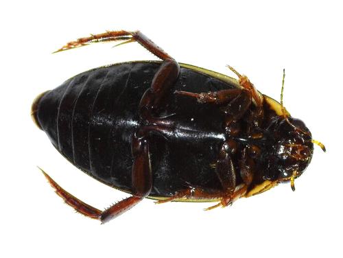 Réf. 353 663 : Colymbetes fuscus