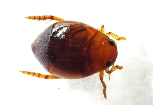 Réf. 353 643 : Hyphydrus ovatus