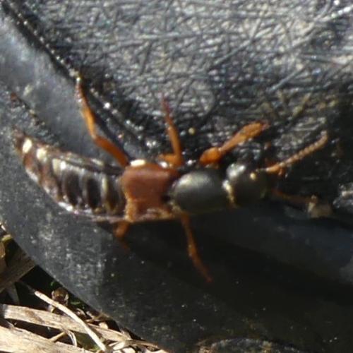 Réf. 353 262 : Staphylinus sp.