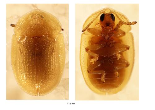 Réf. 353 843 : Cassidinae inconnu