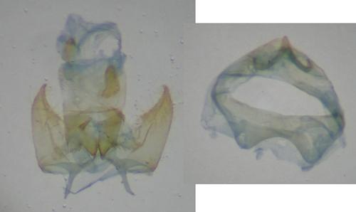 Réf. 353 230 : Zimmermannia amani