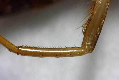 Corixa punctata