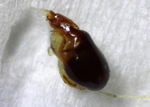 Corixa punctata
