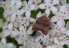 353267 – Photo : jean tisseyre – France (11)