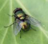 353741 – Photo : Fabienne Dierge – Belgique