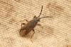 353101 – Photo : Nicolas ORLIAC – France (39)