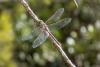 353484 – Photo : Christian Peyron – France (11)