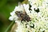 353815 – Photo : Jessica Joachim – France (81)