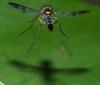 353319 – Photo : Bernard Perthuis – Guyane française