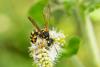 353902 – Photo : Jessica Joachim – France (81)